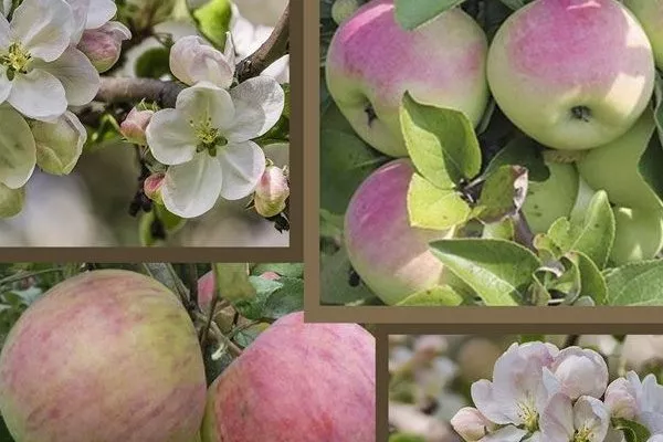 характеристики яблони Имрус