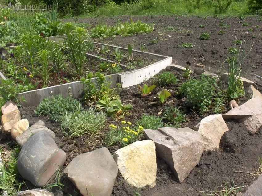 Ясколка что это за цветок такой