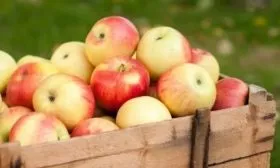 хранение яблок Пепин шафранный