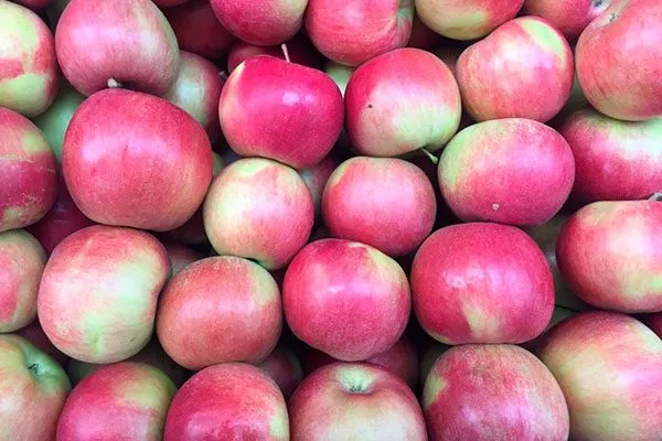 хранение яблони Айдаред9