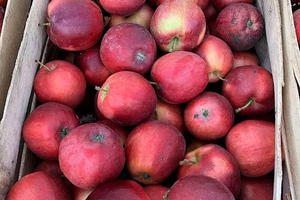 хранение яблони Моди9