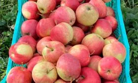 хранение яблони Пепин шафранный16