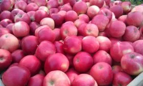 Хранение Яблоня Флорина17