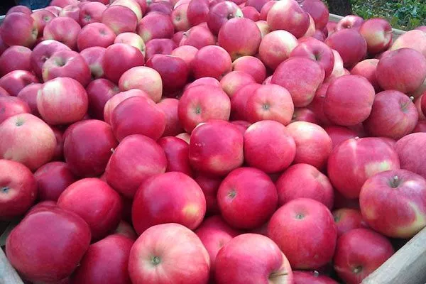 Хранение Яблоня Флорина17