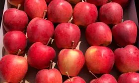 хранение Яблоня Гала25