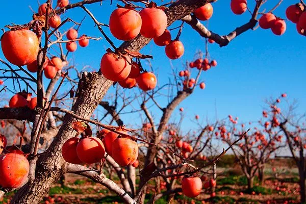 хурма Бычье сердце дерево