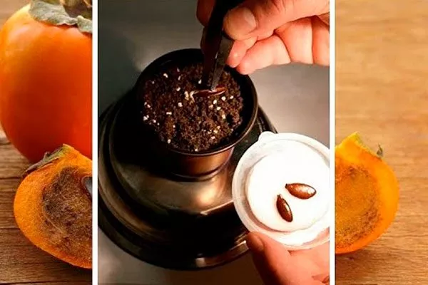 хурма Бычье сердце из косточки