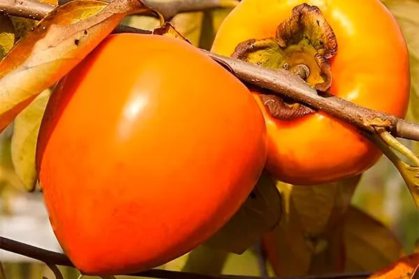 хурма Бычье сердце плоды на ветке