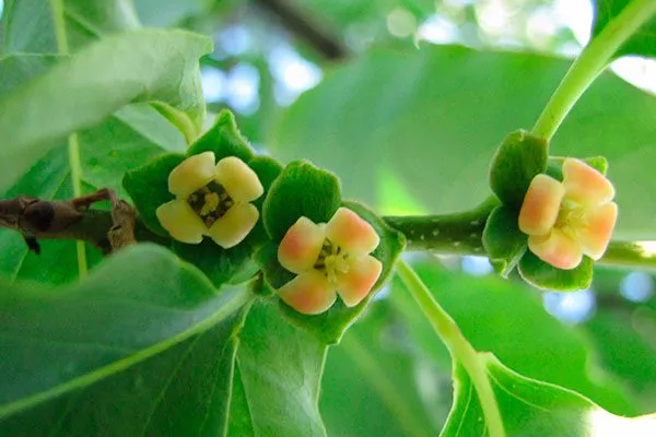 хурма Бычье сердце цветение