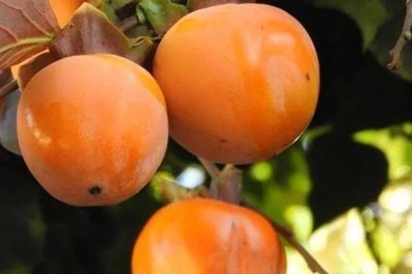 хурма Дар Софиевки