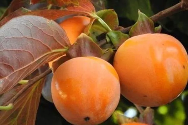 хурма Нанус