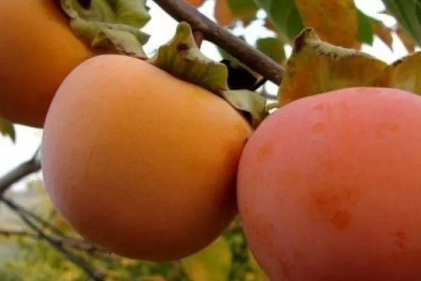 Хурма Никитская бордовая