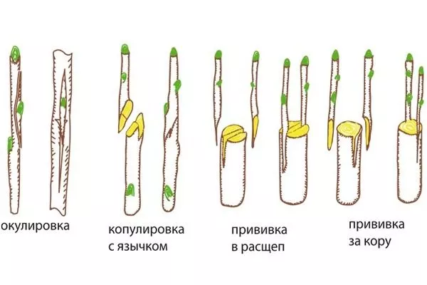 способы прививки для размножения хурмы Никитская бордовая