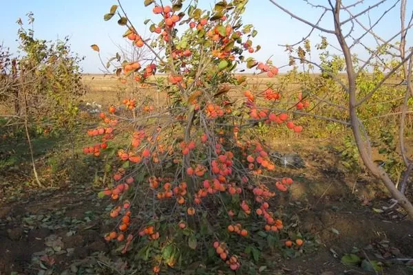 дерево Никитской бордовой
