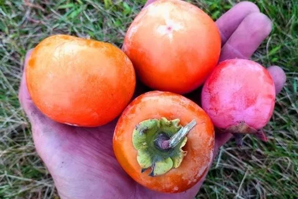 плоды Никитской бордовой