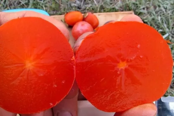 хурма Никитская бордовая в разрезе