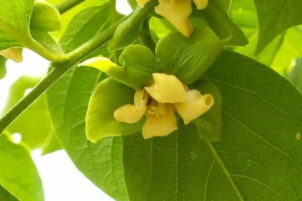 цветение хурмы Никитская бордовая