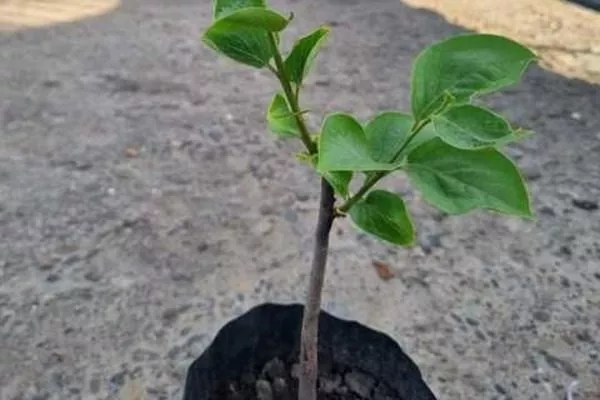 саженец хурмы Никитская бордовая