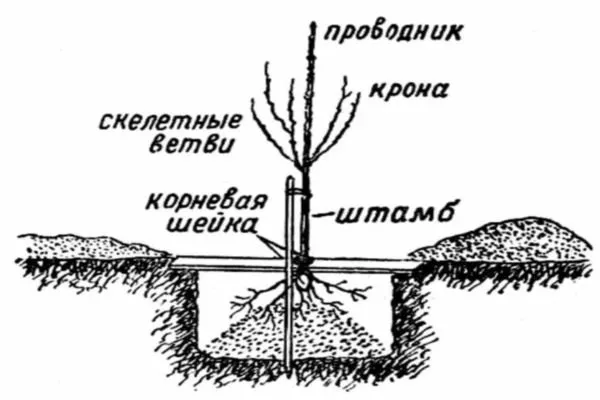 схема посадки саженца хурмы Никитская бордовая
