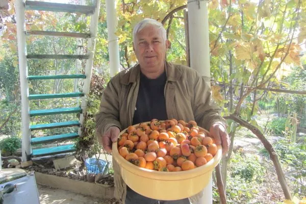 сбор урожая хурмы Никитская