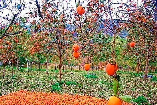 Хурма Персимон дерево