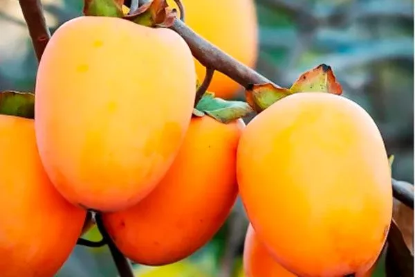 Хурма Персимон на ветке