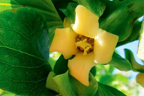 Хурма Персимон цветы