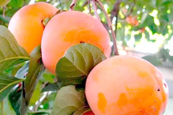 Хурма Россиянка плоды на ветке