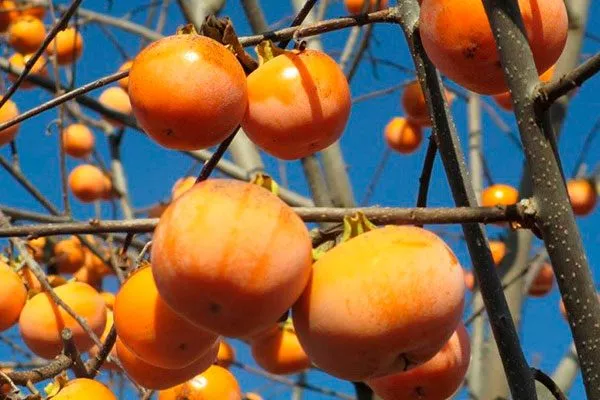 Хурма Россиянка созревание