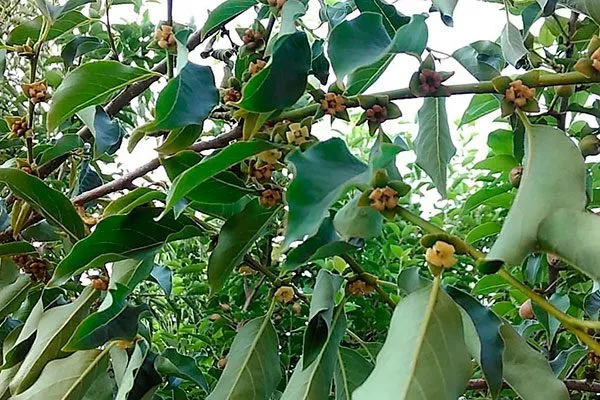 Хурма Россиянка цветение