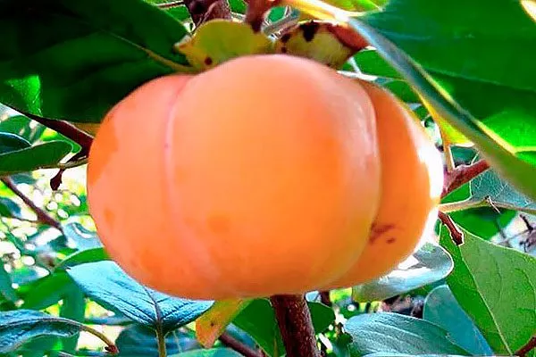 Хурма Шарон хурма