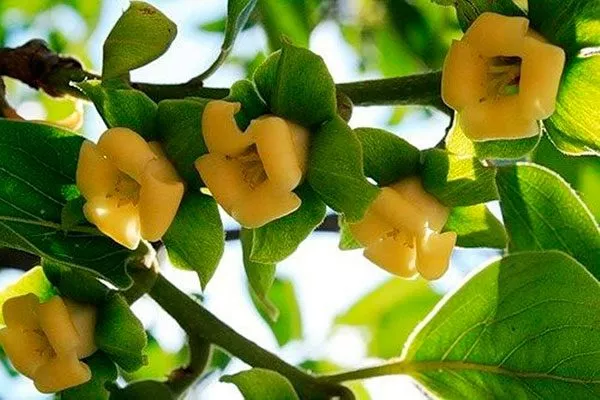 Хурма Шарон цветы