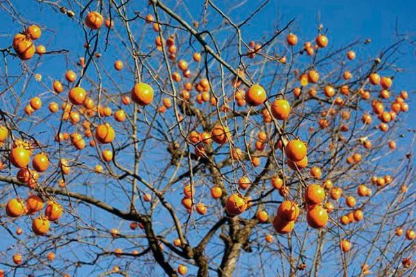 Хурма Шарон