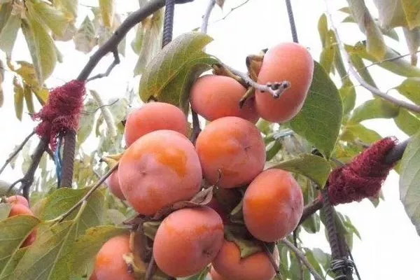 хурма сорта Дар Софиевки