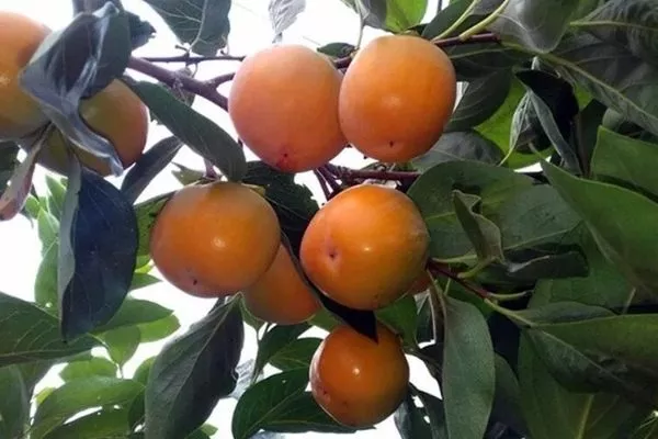 хурма сорта Гора Говерла