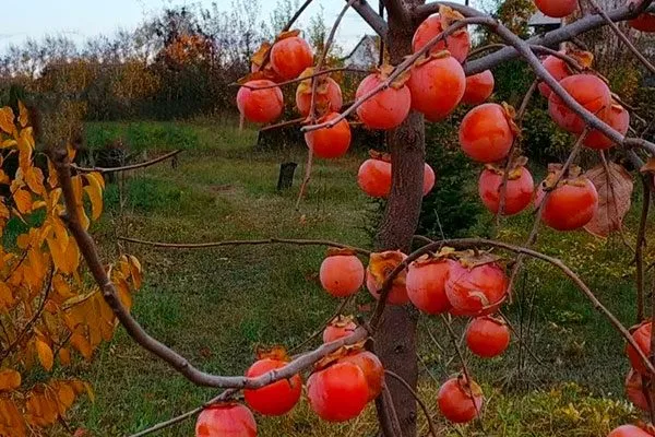 Хурма Сосновская дерево
