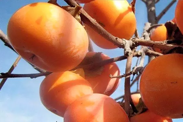 Хурма Сосновская на ветке