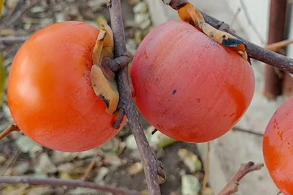 Хурма Сосновская плоды