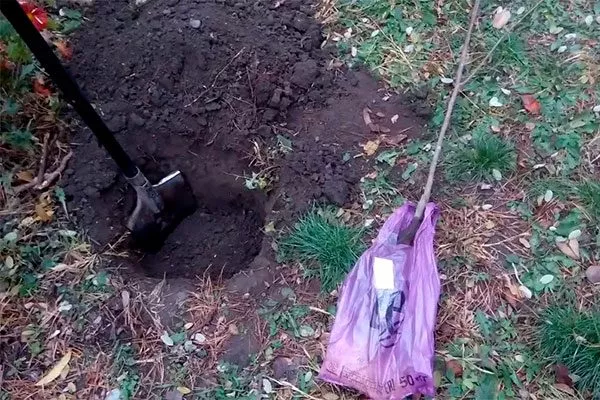 Хурма Сосновская посадка