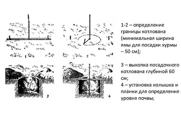 Хурма Сосновская посадка1