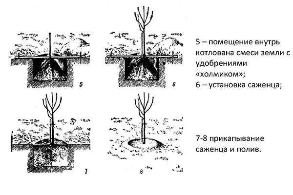 Хурма Сосновская посадка2