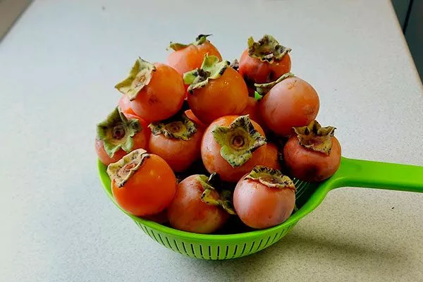 Хурма Сосновская урожай