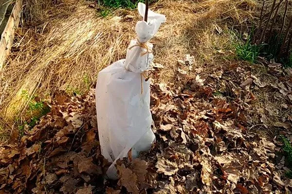 Хурма Сосновская зимовка