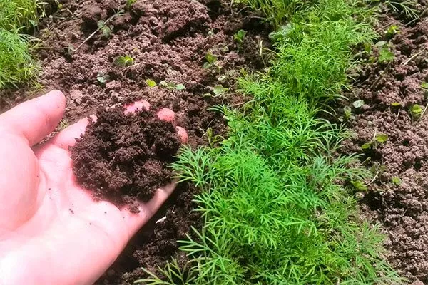 прополка Укропа Алмаз1