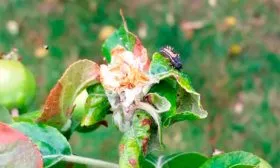 i яблони Синап Орловский2