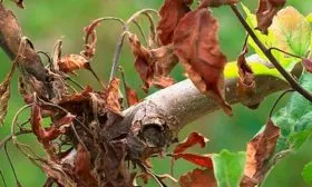 Инфекция бактериального ожога Яблоня Гала14