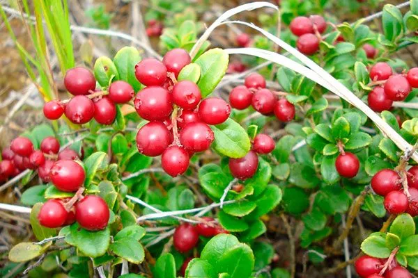 Как едят краснику