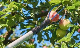 Как правильно снимать яблоки Яблоня Устойчивое