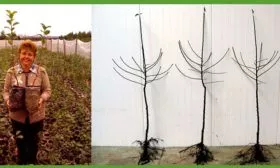 Как при покупке выбрать правильно саженцы яблони Пепин шафранный5