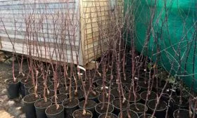 Как выбирают саженцы